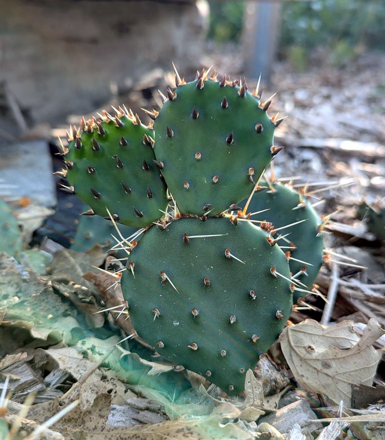 Opuntia humifusa in a small sandscape