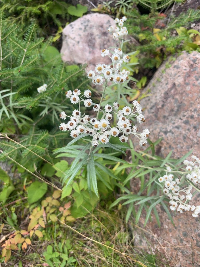 Anaphalis margaritacea - Pearly Everlasting