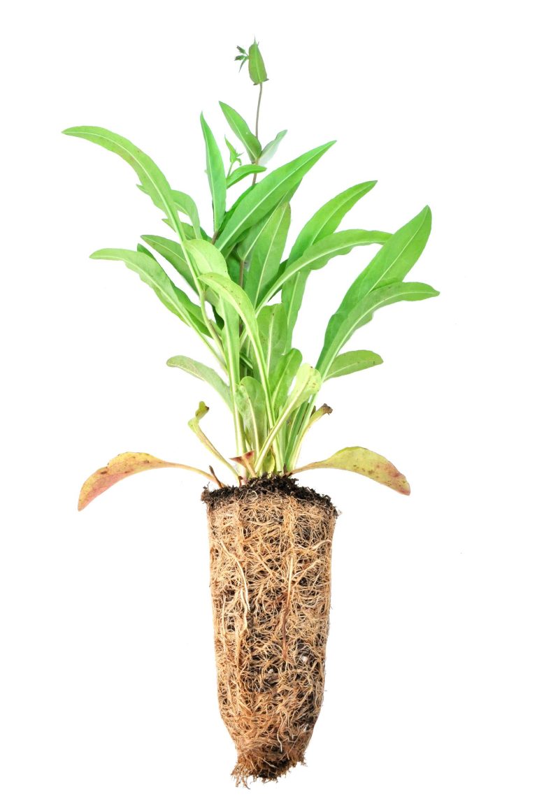 Penstemon digitalis plug