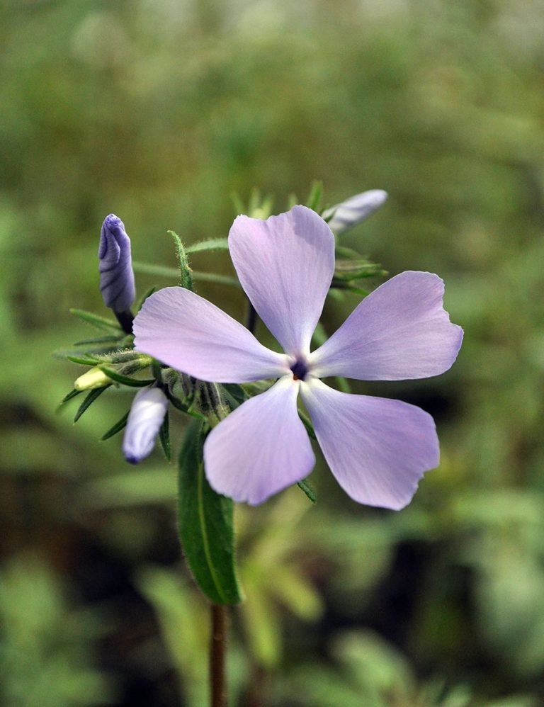 Phlox divaricata bloom