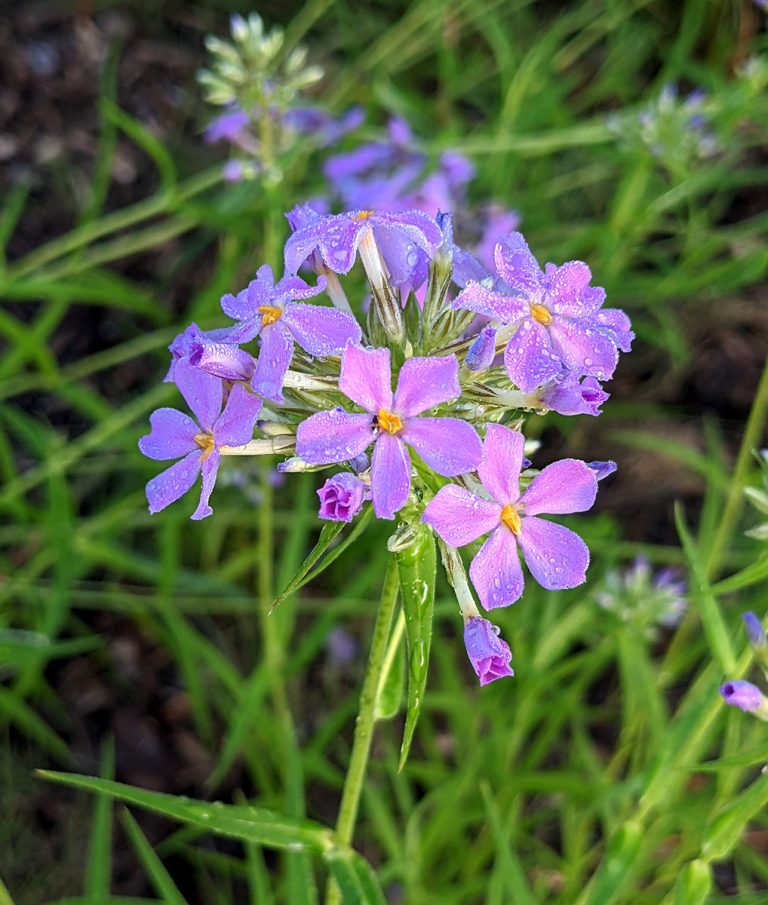 Phlox glaberrima subsp. interior bloom