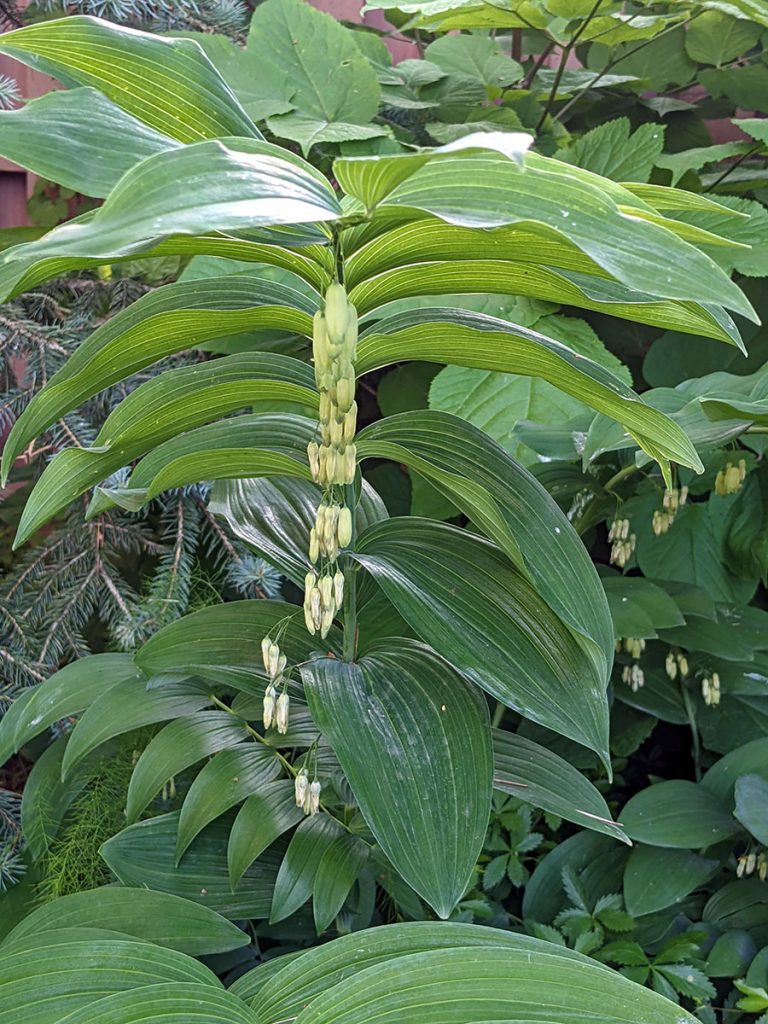 Polygonatum biflorum var. commutatum landscaping
