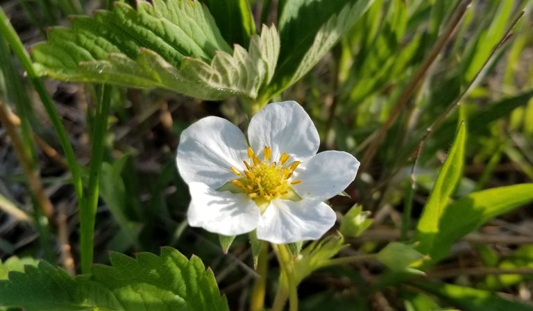 Potentilla arguta bloom