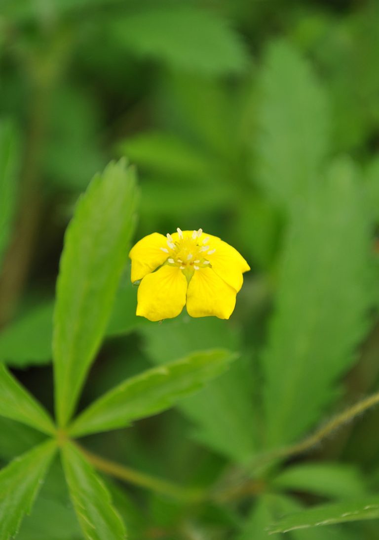 Potentilla simplex bloom