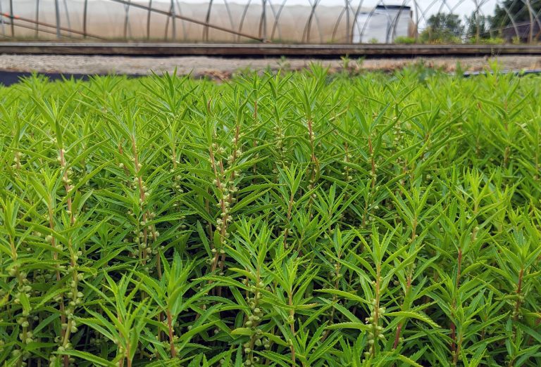 Proserpinaca palustris var. crebra nursery