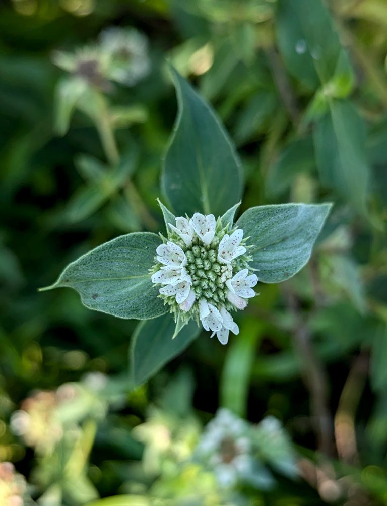 Pycnanthemum muticum bloom