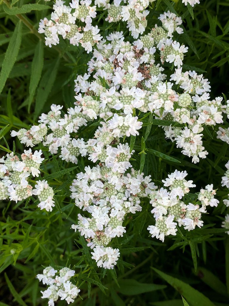 Pycnanthemum virginianum flower