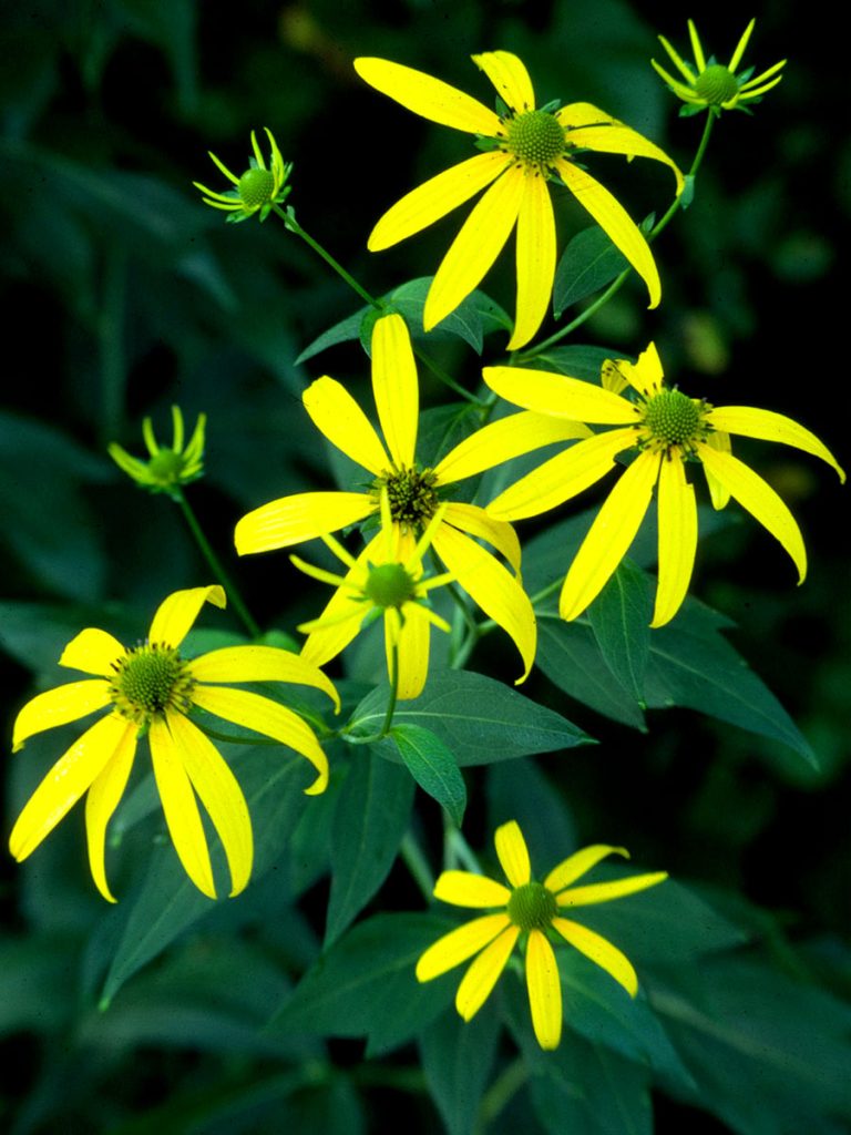 Rudbeckia laciniata bloom