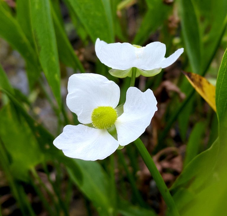 Sagittaria latifolia bloom