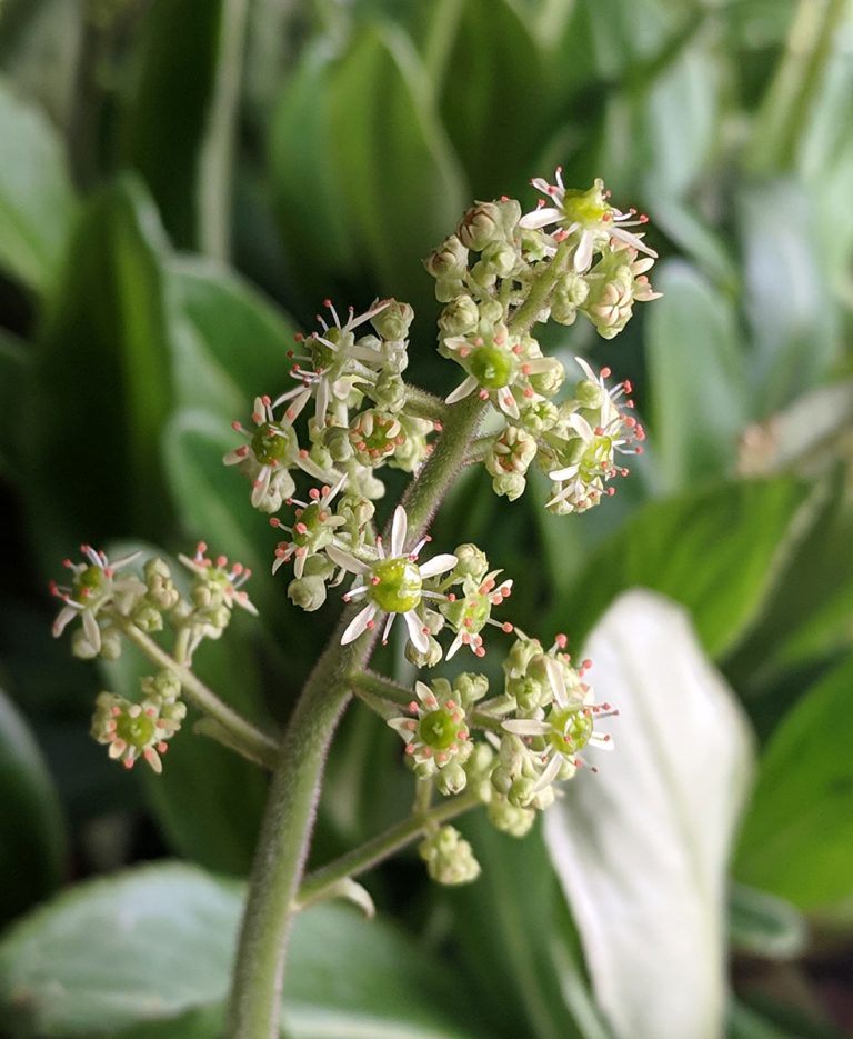 Saxifraga pensylvanica bud