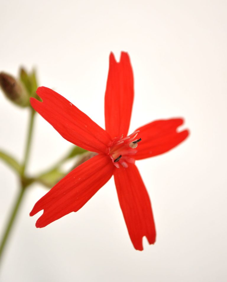 Silene virginica bloom