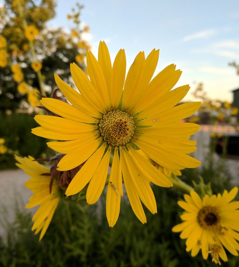 Silphium laciniatum flower