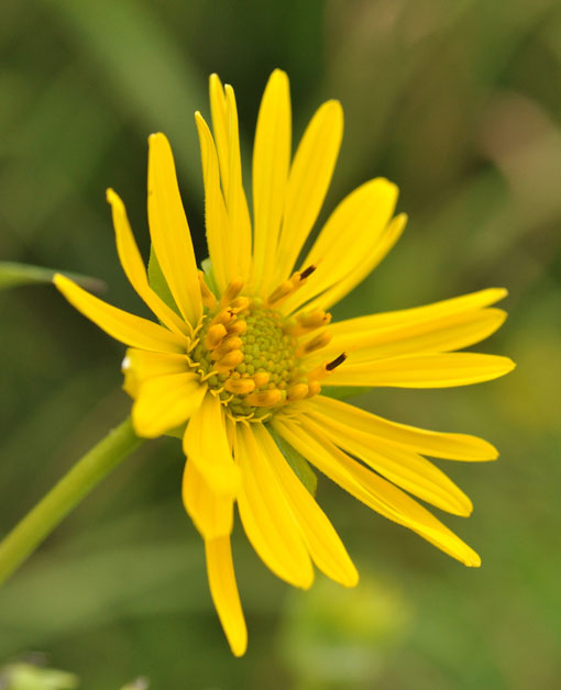 Silphium perfoliatum flower