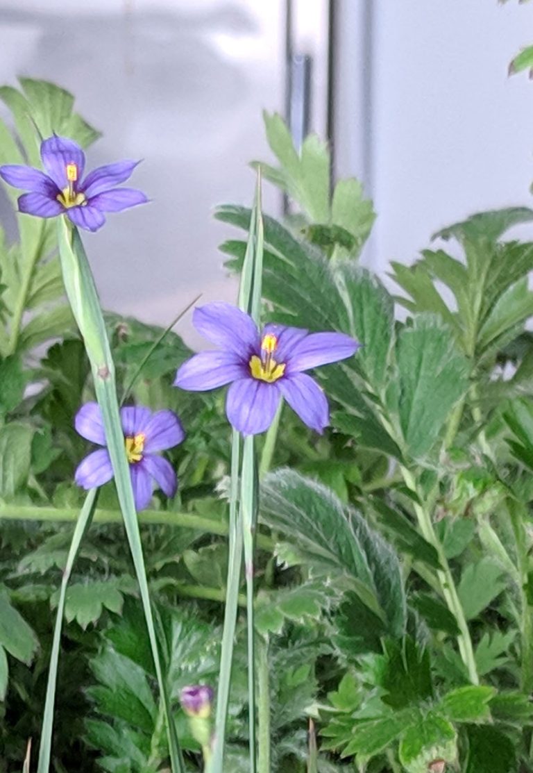 Sisyrinchium albidum flower