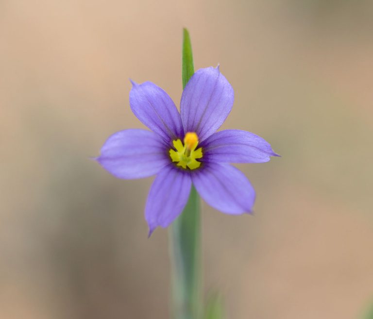 Sisyrinchium campestre bloom
