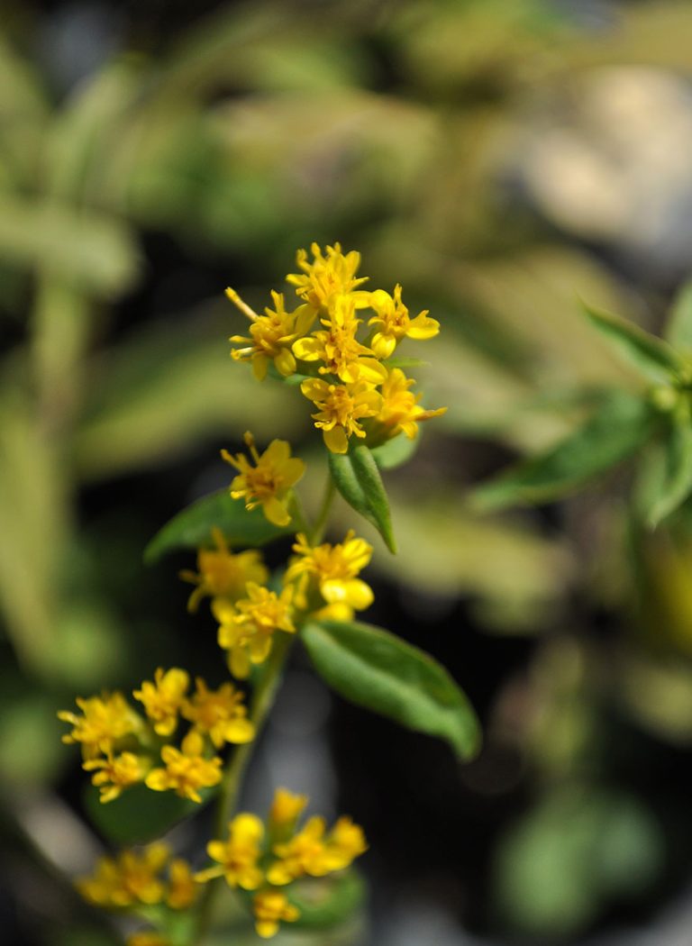 Solidago caesia bloom