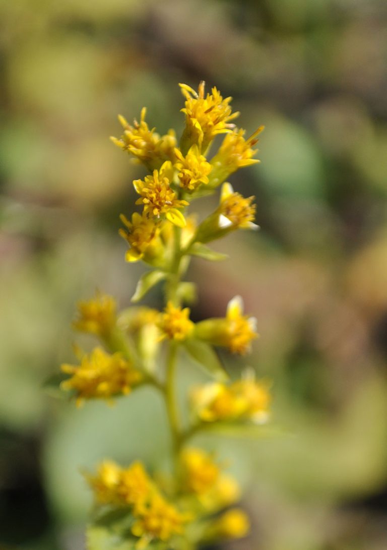 Solidago flexicaulis bloom