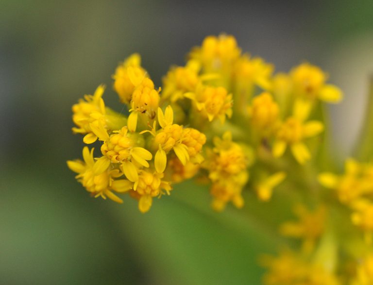 Solidago ulmifolia bloom