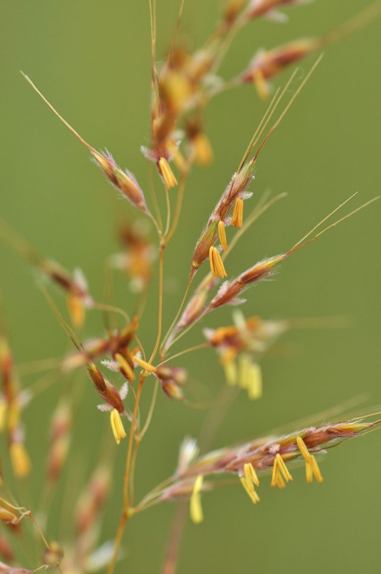 Sorghastrum nutans closeup