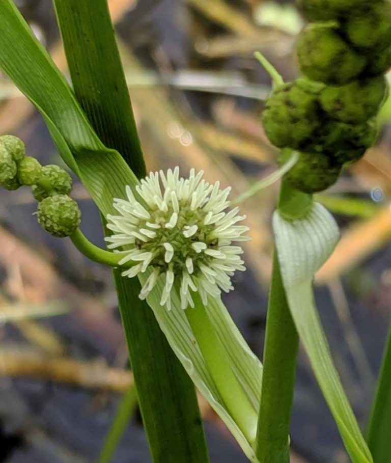Sparganium eurycarpum nursery