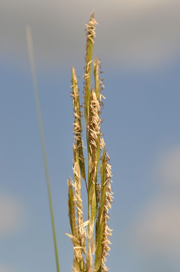 Spartina pectinata prairie