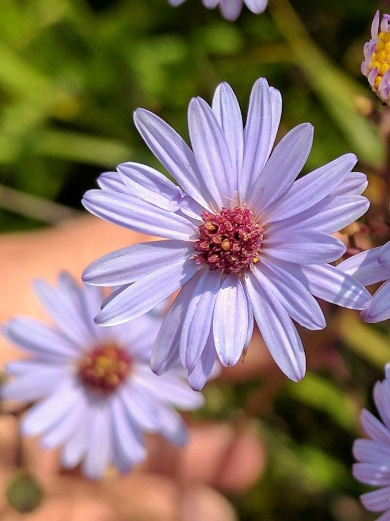 Symphyotrichum laeve bloom
