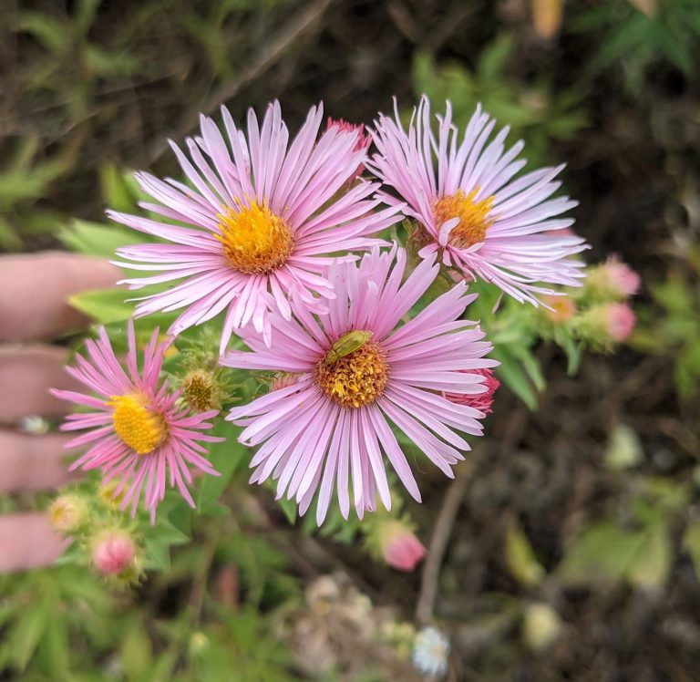 Symphyotrichum novae-angliae pink flowers