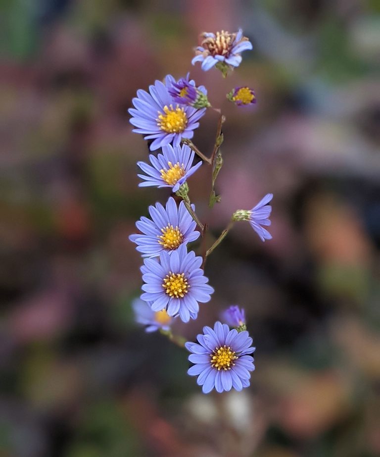 Symphyotrichum oolentangiense flowers
