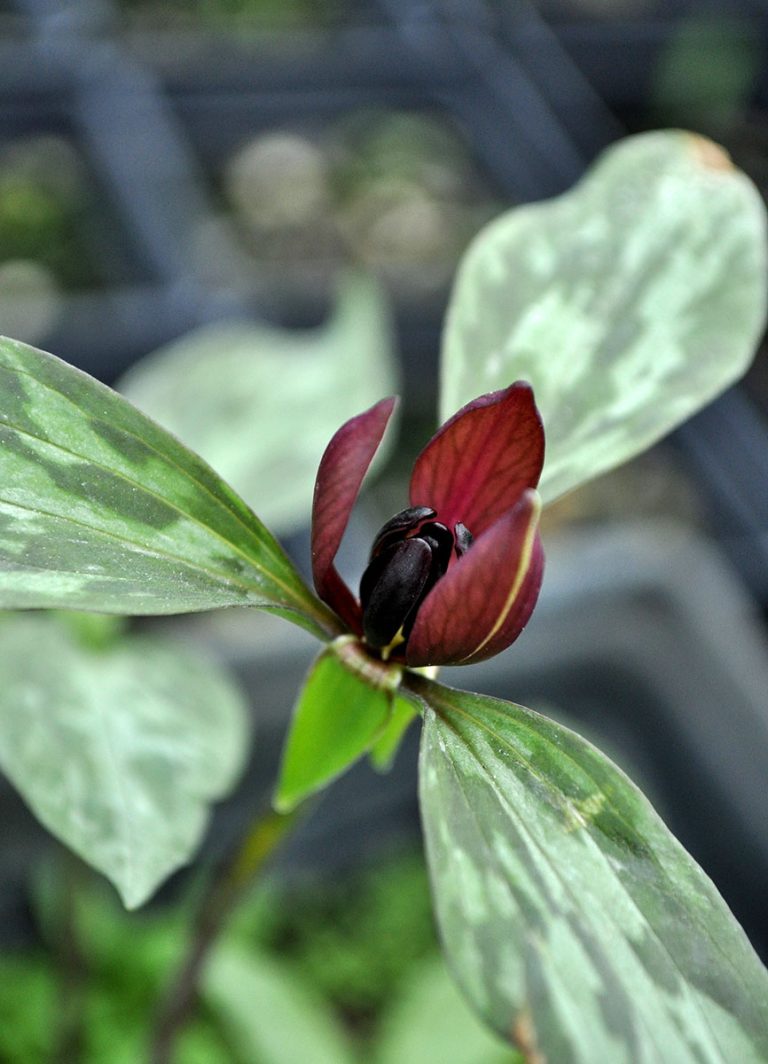 Trillium erectum bloom