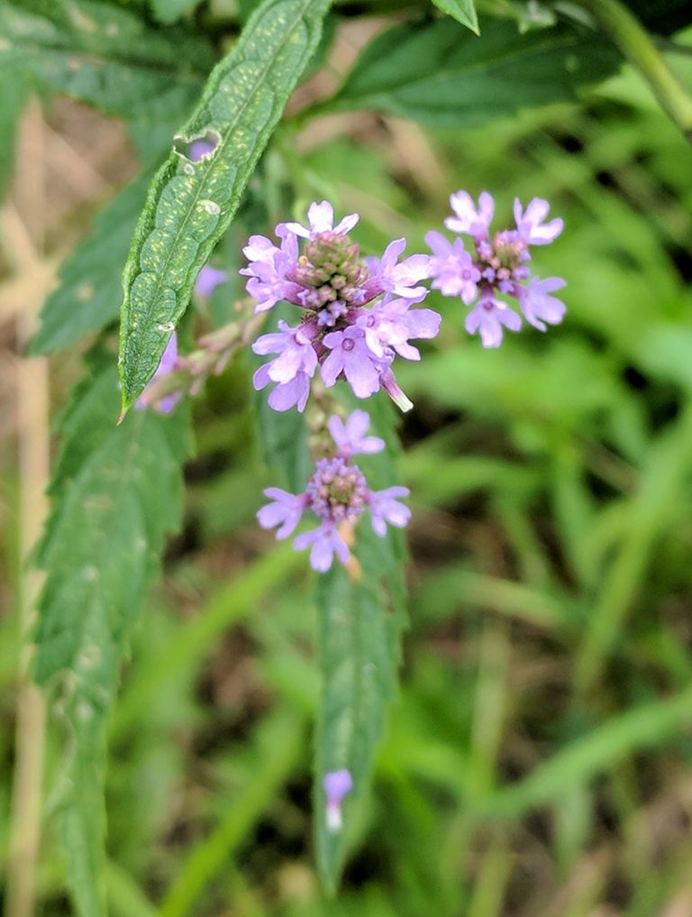 Verbena hastata bloom
