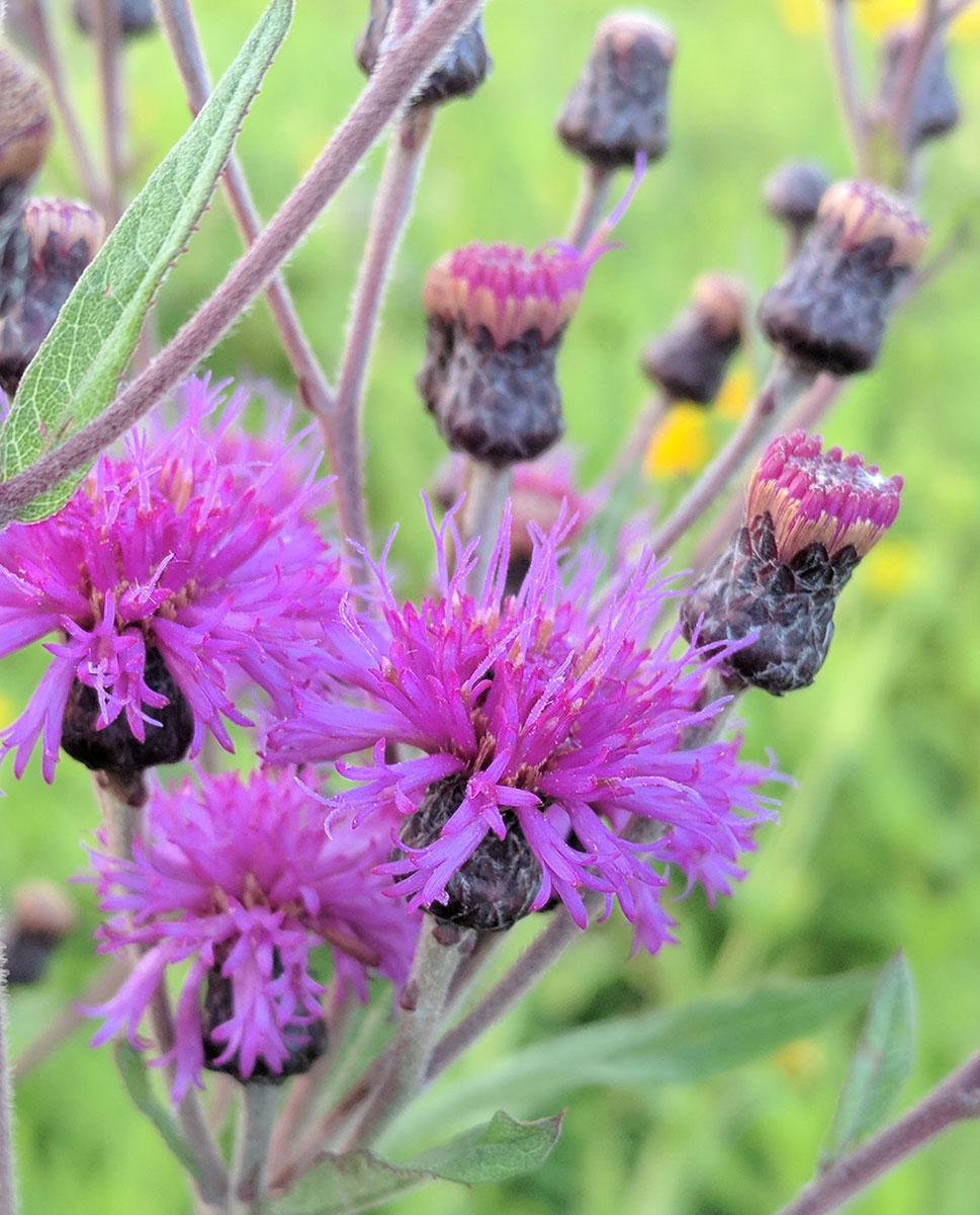 Vernonia missurica - Missouri Ironweed - Native Plant