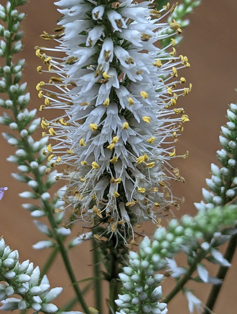 Veronicastrum virginicum bloom