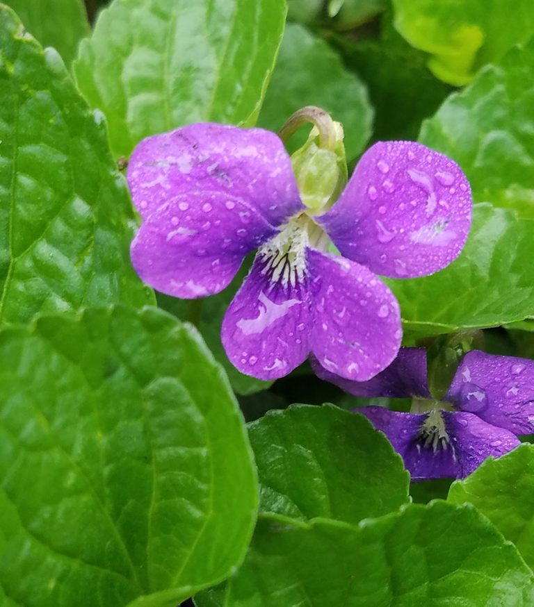 Viola sororia bloom