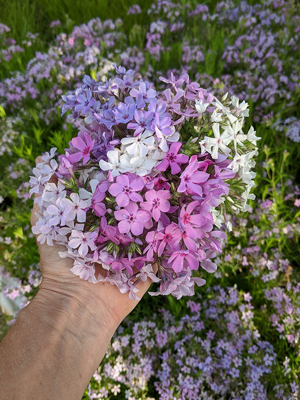 Top 10 Recommended Native Species for Home Gardens 3 native species prairie