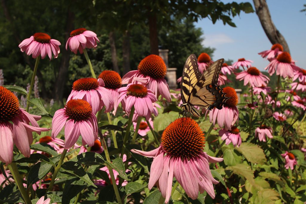 Top 10 Recommended Native Species for Home Gardens 1 Purple Coneflower in a home garden