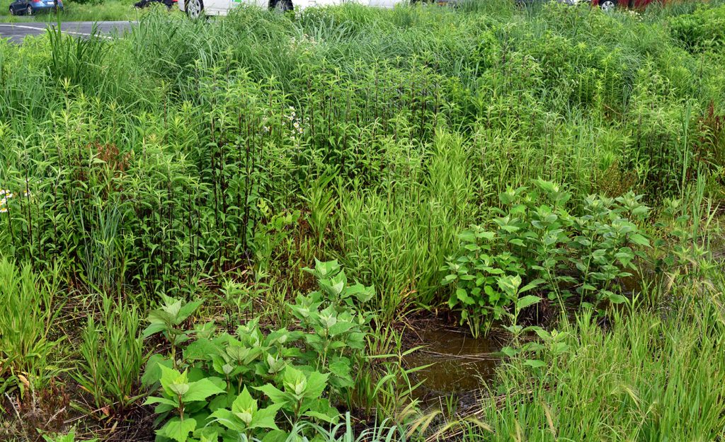 Best Bioswale Plants for Municipal Stormwater Management