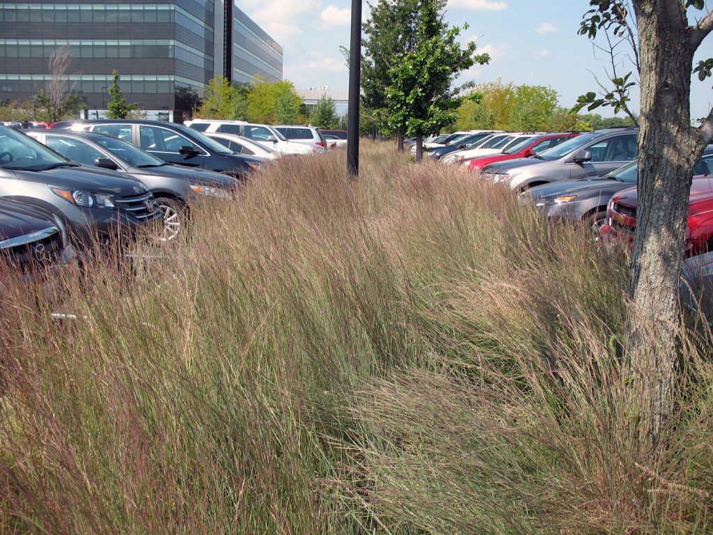 Choosing the Best Salt-Tolerant Native Plants for Bioswales
