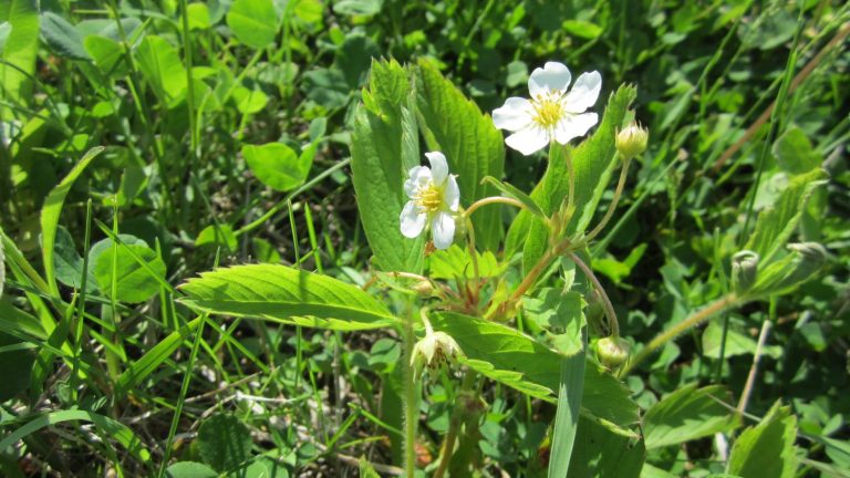 Fragaria virginiana flower